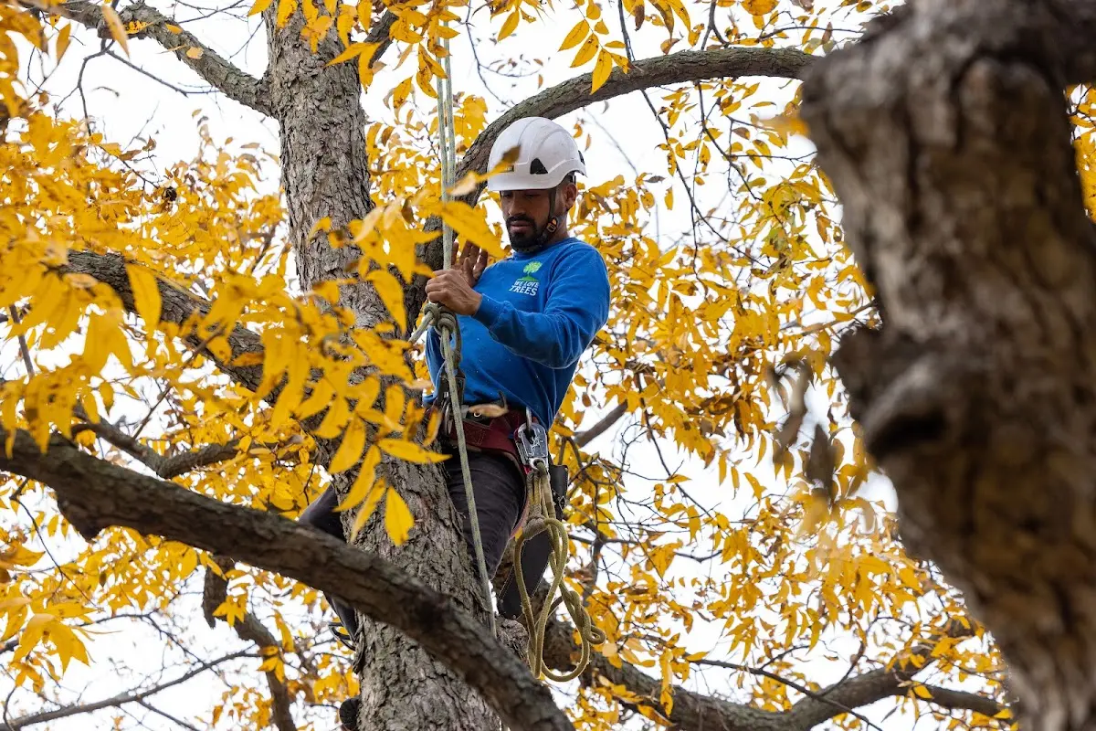 Skilled Emergency Tree Service crew working in Calhoun